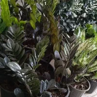 گل های آپارتمانی