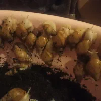 هلزون باکس|خزنده|تبریز, |دیوار