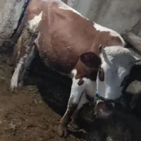 گوساله دو دندا 490کیلو