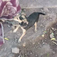 واگذاری سگ پوست اسبی خیلی کوتاه و کوچولو گوش تیز|سگ|بم, |دیوار