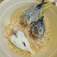 جوجه عروس هلندی سرلاکی