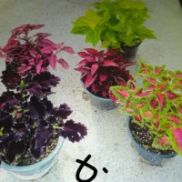 گلدان چینی|کلکسیون و سرگرمی|بروجرد, |دیوار