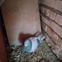 نرخرقه|پرنده|اصفهان, کوجان|دیوار