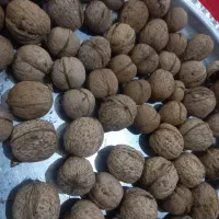 گردو تازه