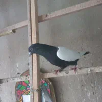 نر سینه سیاه|پرنده|تهران, شهرک آزمایش|دیوار