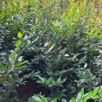 یاس هلندی|گل و گیاه طبیعی|واجارگاه, |دیوار