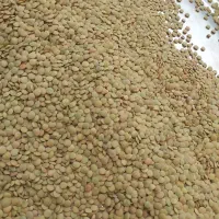 عدس محلی