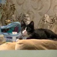 واگذاری|گربه|کرج, اتحاد|دیوار