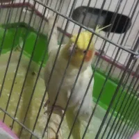 عروس نر وماده|پرنده|کاشان, شهرک خاتم الانبیا (مسکن ملی کاشان)|دیوار