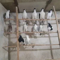 کبوتر پرنده