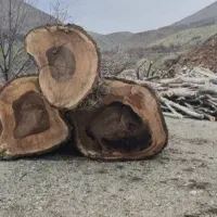 خریداره چوب های بادام گردو زرد آلو وزم ونو بید و..