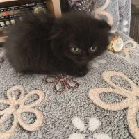 توله گربه نژاددار|گربه|شیراز, تندگویان|دیوار