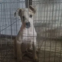 سگ پیتبول|سگ|گنبد کاووس, |دیوار