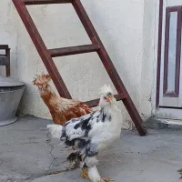 مرغ ابریشمی