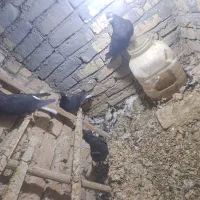 پرنده|پرنده|تربت‌حیدریه, شهرک ولیعصر|دیوار