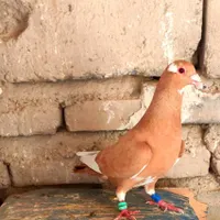 ۱۷عدد  ساده جنگی بلد زاهدان|پرنده|تربت‌حیدریه, پایانه مسافربری تربت حیدریه|دیوار