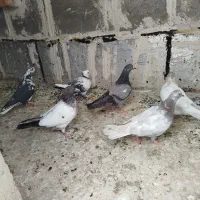 6تا طوقی اوچان اویناخ فرفرا