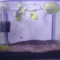 اکواریوم شیشه خم (۱۵لیتر)