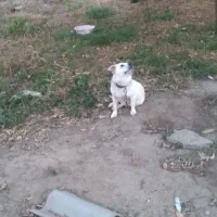 سگ پاکوتاه|سگ|جویبار, |دیوار