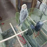 یک عدد پرنده عروس هلندی