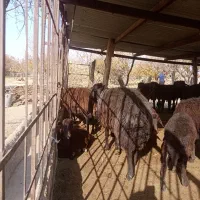 قوچ دامازلیخ|حیوانات مزرعه|بناب, |دیوار