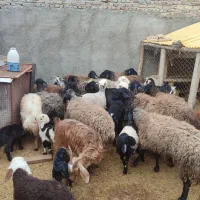 میش چاق|حیوانات مزرعه|جوادآباد, |دیوار