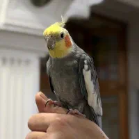 فروش عروس هلندی در آستانه