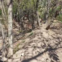 فروش باغستان سیاه میوه در پلنگان|فروش زمین و ملک کلنگی|نیریز, |دیوار