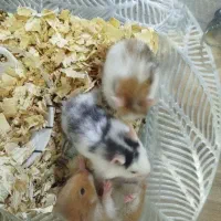 حیوون خونگی با نمک و بی دردسر ‌ همستر