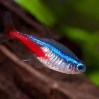 ماهی و لوازم اکواریم|ماهی|قرچک, زیبا شهر|دیوار