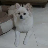 پامر ماده