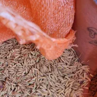 تخم جو هاشمی