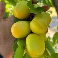 نهال زردآلو عسکرآباد دیرگل