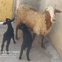 گوسفند بابره داشتی جوان شک|حیوانات مزرعه|کوزران, |دیوار