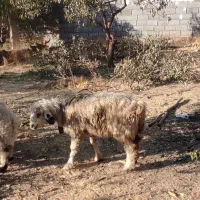 گوسفند میش|حیوانات مزرعه|شهرکرد, |دیوار