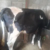 یک راس گاو هلشتاین با گوساله