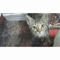 گربه ی خونگی|حیوانات|اردکان, |دیوار