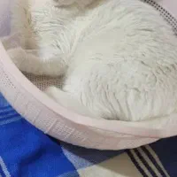 واگذاری گربه حمایتی