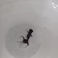 ماهی قرمز|ماهی|شوشتر, |دیوار