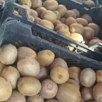 فروش کیوی ارگانیک(بدون سم و کود شیمیایی)|خدمات باغبانی و درختکاری|رشت, سعدی (تختی)|دیوار