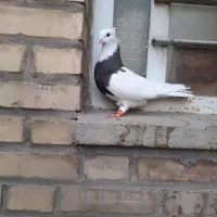 سه عدد ماده طوقی پشته هفترنگ