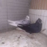 ۱۷ تا کبوتر آس و تضمینی|پرنده|خان ببین, |دیوار