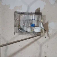 فروش عروس هلندی