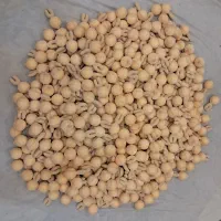 عروسک . تولید کننده بدن خام عروسک