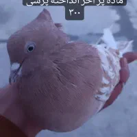 زرد اصفهونی کله ای و سرخ تهرونی|پرنده|فولادشهر, مسکن مهر فولادشهر|دیوار