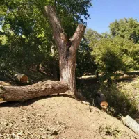 خرید فروش چوب درخت هرس کردن باغ خدمات باغبانی