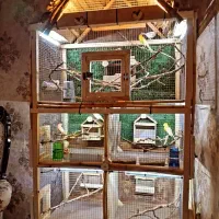 قفس چوبی پرنده|لوازم جانبی حیوانات|شهریار, رزکان|دیوار