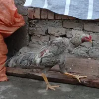 خروس لاری|حیوانات مزرعه|قزوین, |دیوار