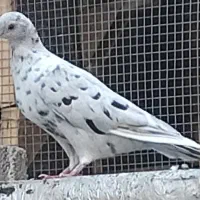 معاوضه|پرنده|شیراز, پودنک|دیوار