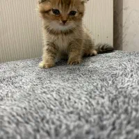 گربه اسکاتیش|گربه|کرج, ساماندهی|دیوار